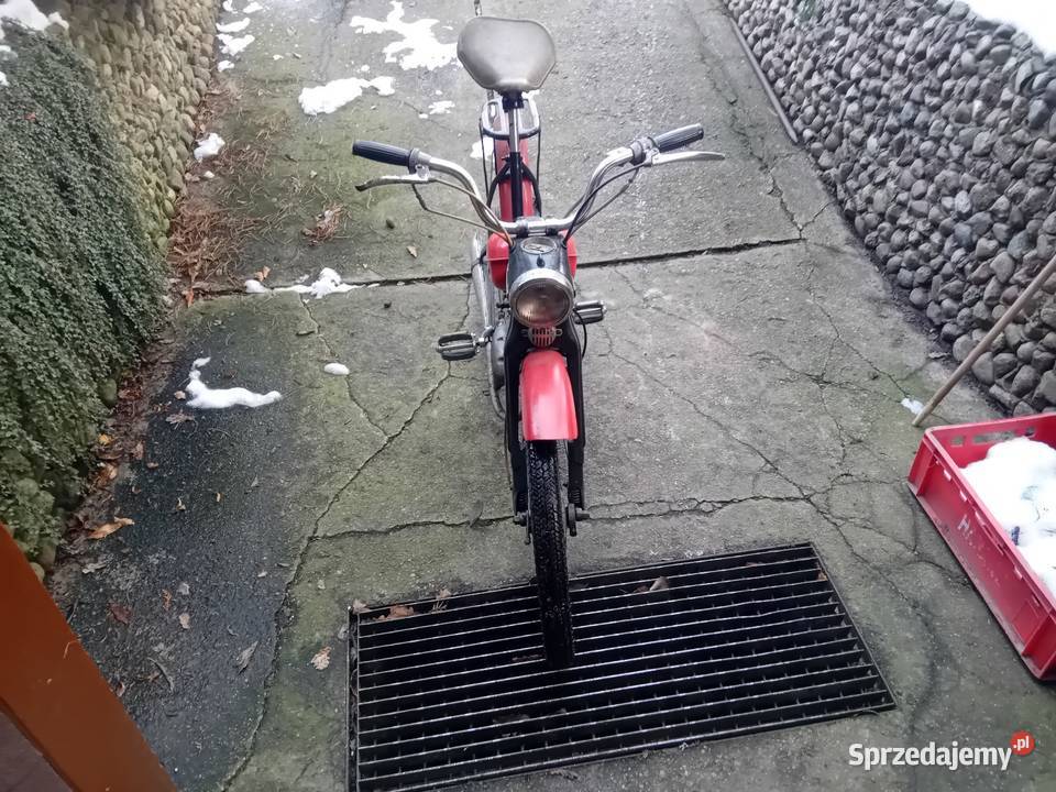 Komar sztywniak sprawny