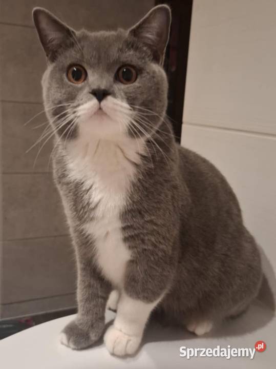 Koty Brytyjskie Lublin sprzedam