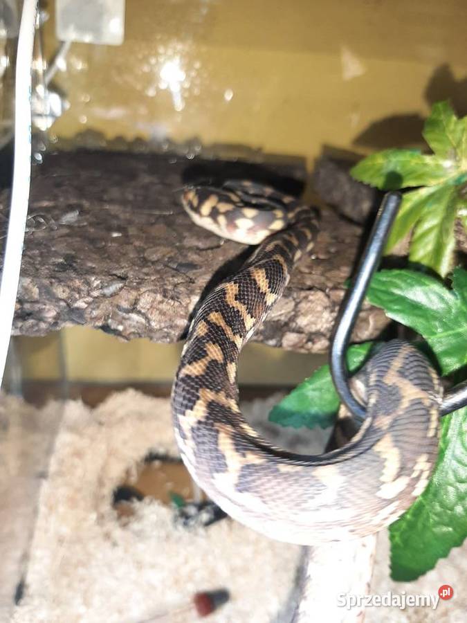 Wąż nadrzewny Wąż niezbozowy mazowieckie Płock