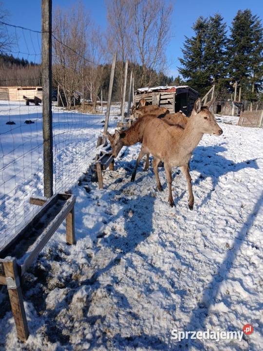 Sprzedam Jelenie karpackie Nowy Sącz
