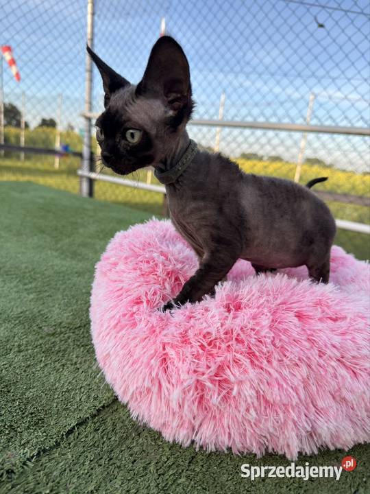 Devon Rex kocur FPL Poznań
