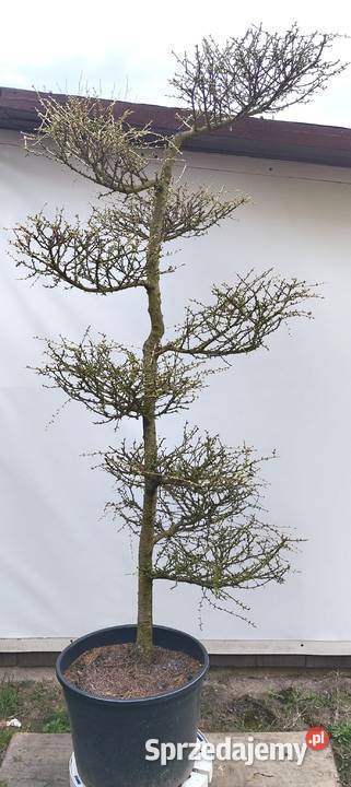 Bonsai Niwaki Modrzew Medynia Łańcucka