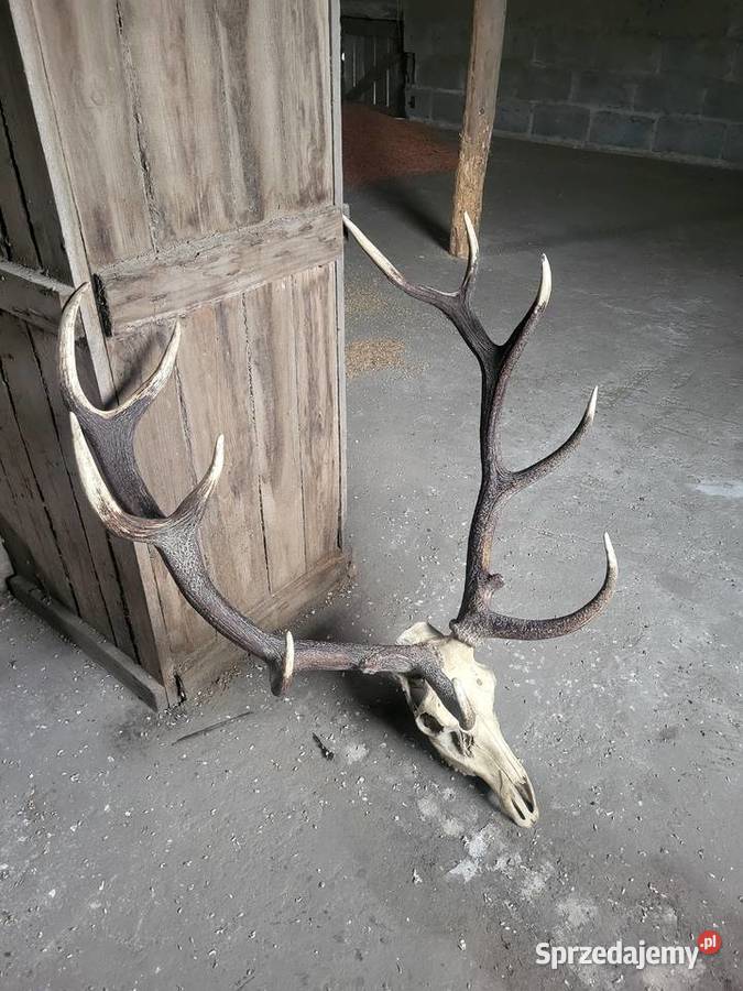 Poroze jelenia 77 ładne Barcin