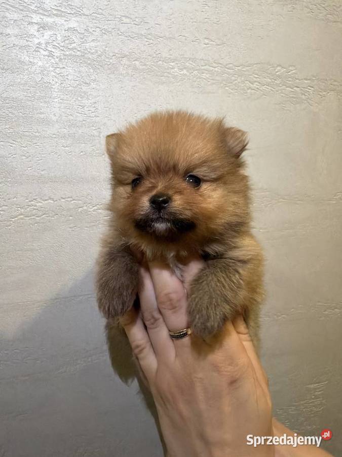 Pomeranian śliczne szczeniaczki