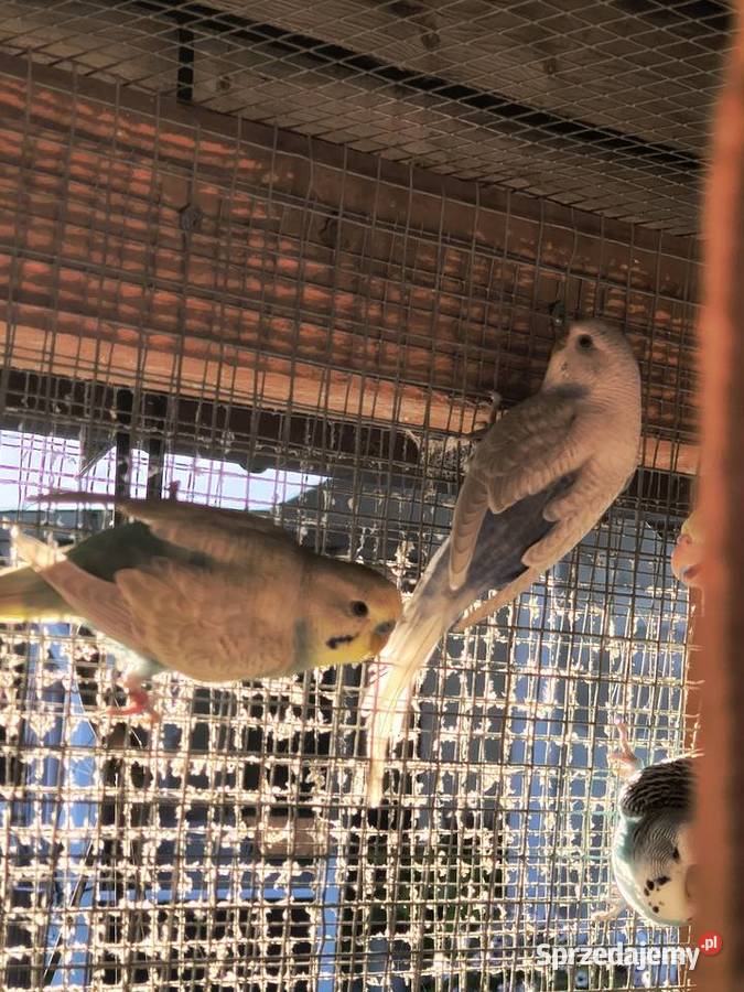 Młode faliste i Nimfy 2025 małopolskie