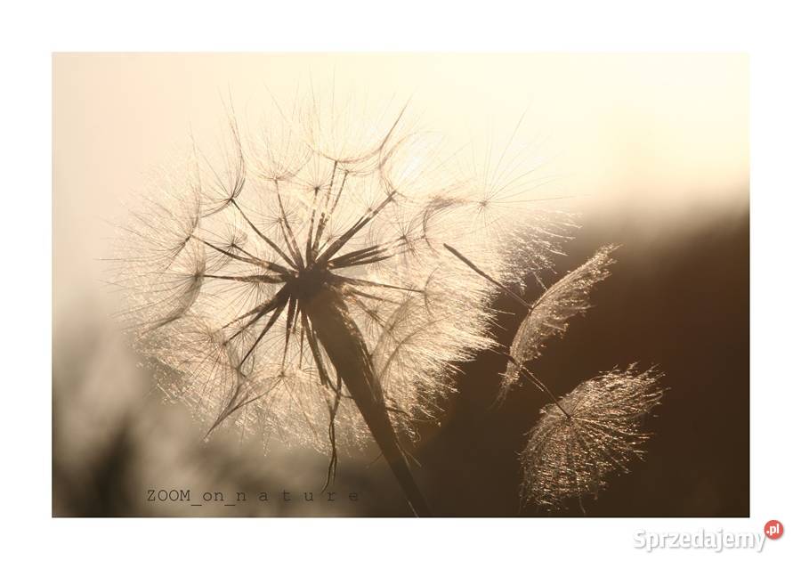 ZDJĘCIA przyrodnicze czII Witnica