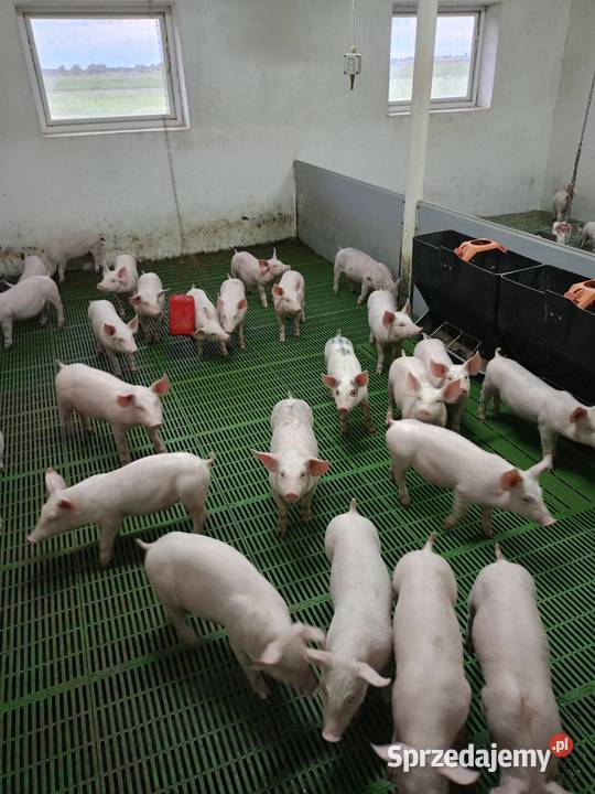 Sprzedam prosięta wielkopolskie Zalesie Małe
