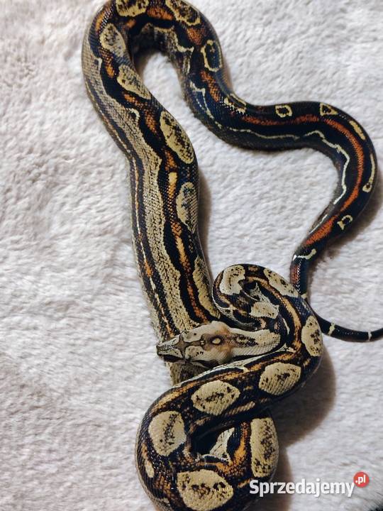 Boa Imperator Samica Tychy