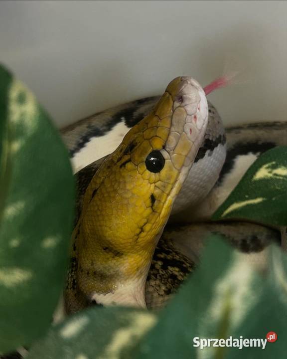 Samiec siaty Pied tiger het albino Zwierzęta śląskie Jaworzno