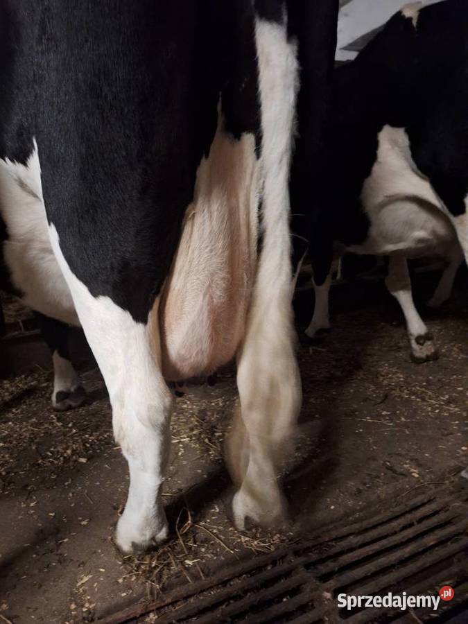 LIKWIDACJA STADA Myszyniec