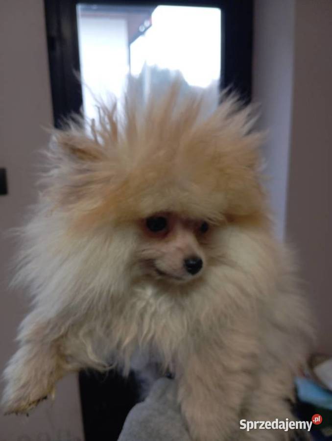 Szpic miniaturowy Bukowno sprzedam