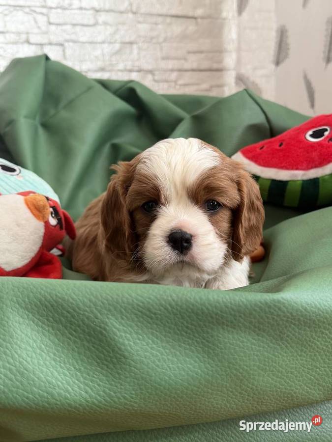Cavalier King Charles Spaniel piesek Bambi Olsza