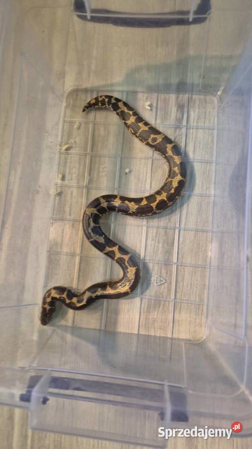 Boa piaskowy Lisowice