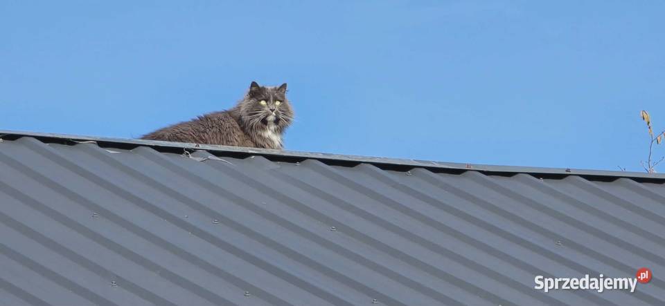Blacha T18 Wyprzedaż asortymentu Dom i Ogród dolnośląskie Wrocław sprzedam