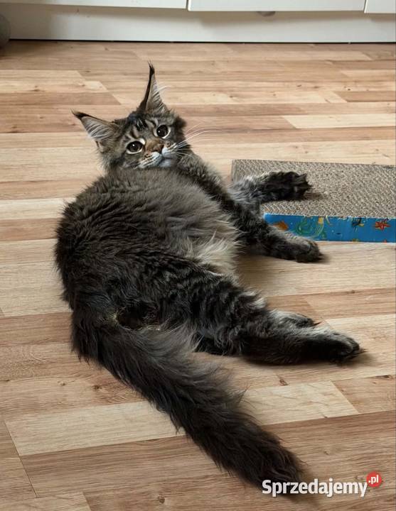 Maine Coon kocurek 4 miesiące kastrat sprzedam
