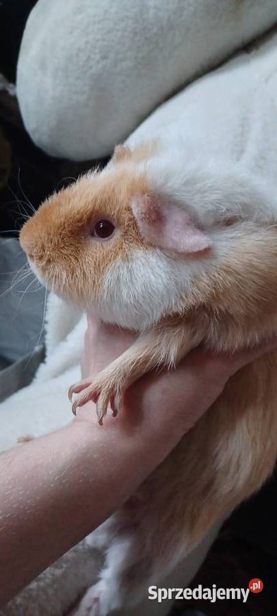 TEDDY SAMCZYK 55 MIESIĘCZNY GRUBAS Z KARMELOWYMI Poznań sprzedam