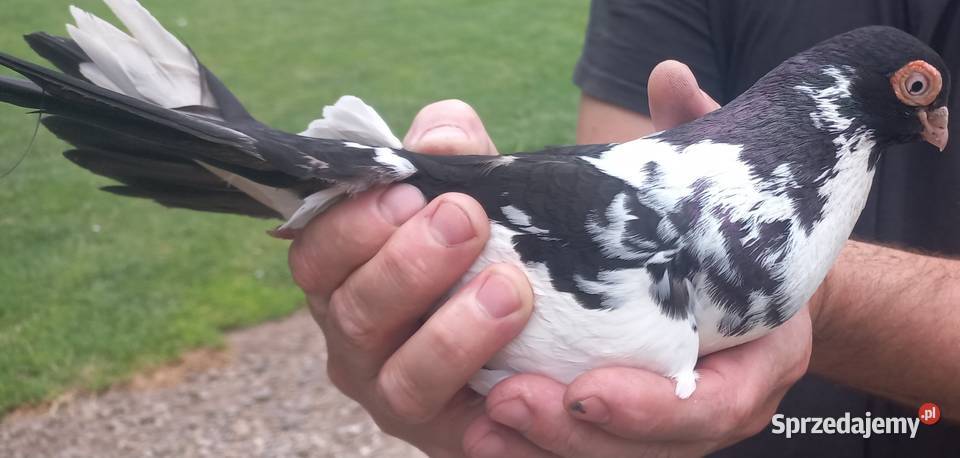 Gołębie zamojskie Zwierzęta Dołhobyczów
