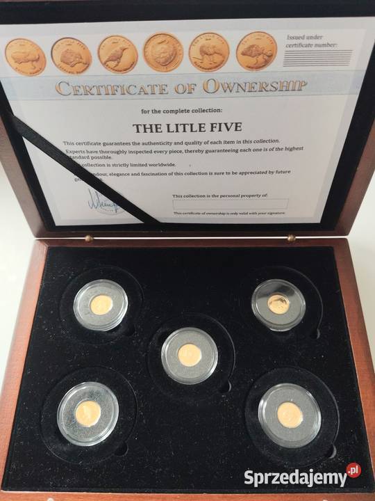 Najmniejsze BIG Five Little Five ZŁOTO Kędzierzyn-Koźle
