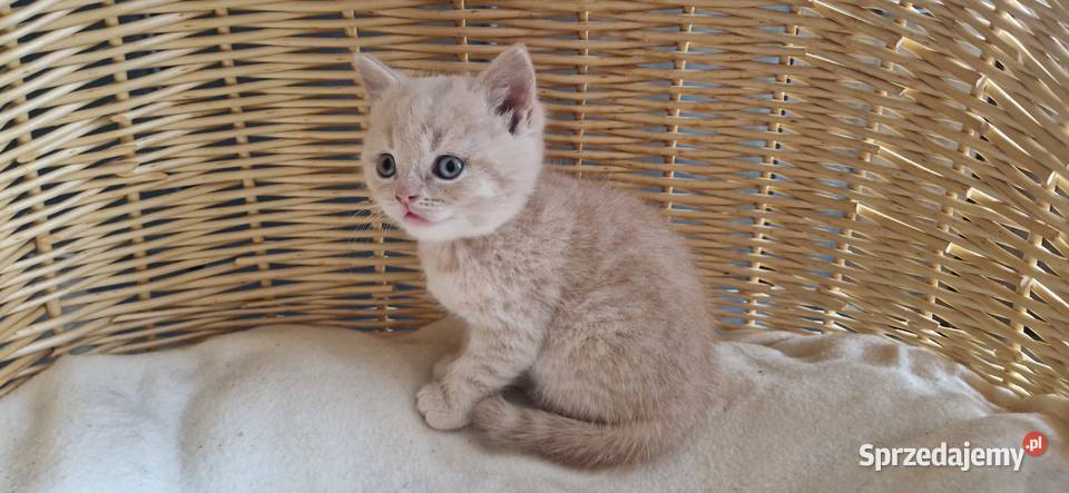 Kocurek Brytyjski kremowy Katowice sprzedam