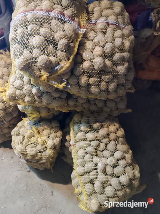 Sadzeniaki melody ziemniaki Rośliny okopowe Wielmoża