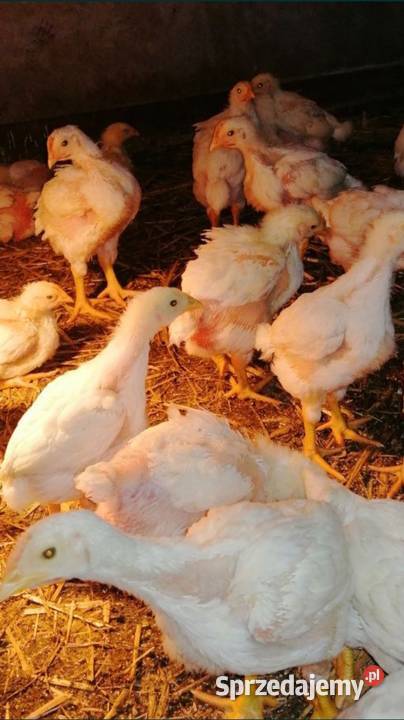 Brojler Ross 308 Tłumaczów