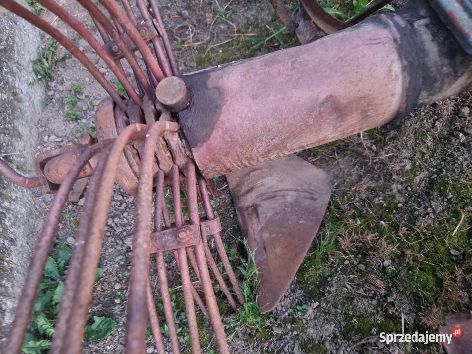 kopaczka konna małopolskie Grybów