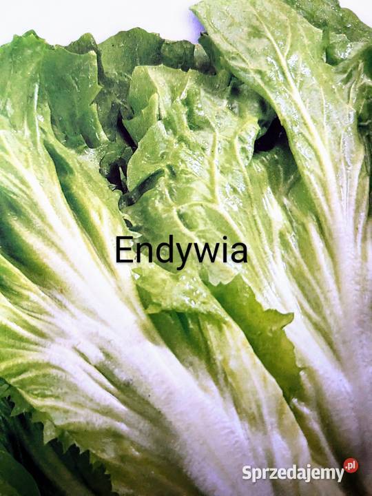 Ogórek sałatkowy długi 40 Longo nasiona małopolskie Kraków sprzedam