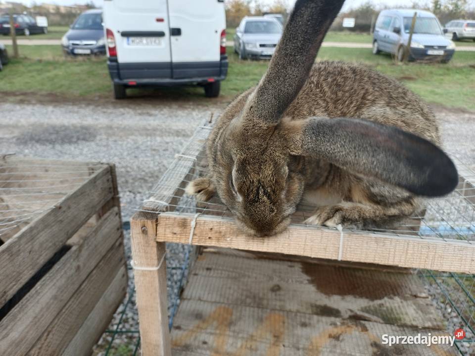 Sprzedam króliki Machnatka sprzedam