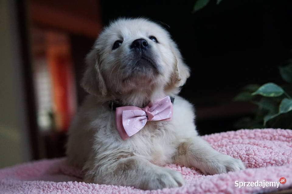 Szczeniak Golden Retriever Rzeszów