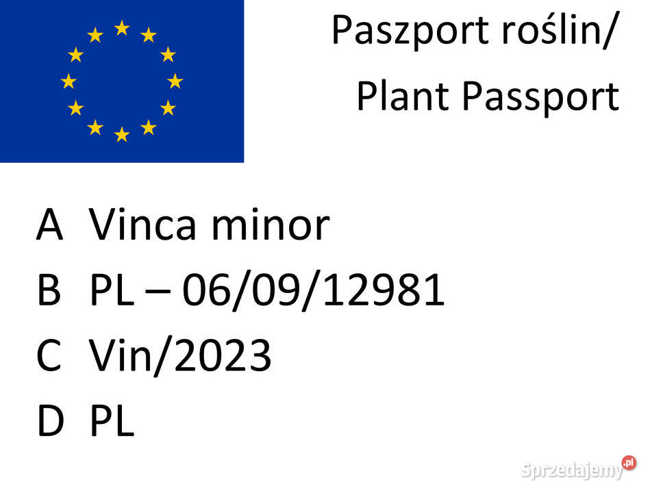 Barwinek Variegata Lublin sprzedam