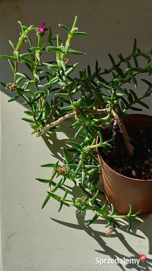 Trichodiadema bulbosum kwitnie oryginalny Warszawa
