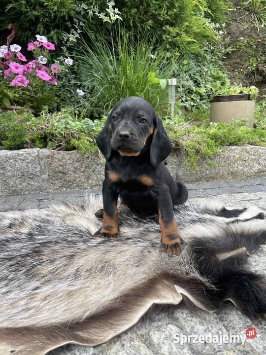 Szczeniaki Polski Gonczy Wronowice