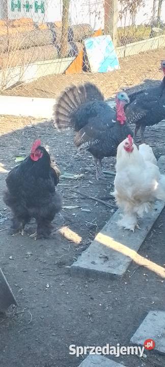 Sprzedam kury koguty kochin olbrzymi Sarnów