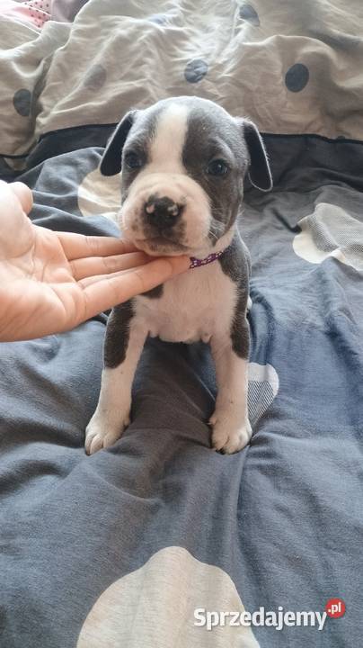 Amstaff Chłopaki Szczeniąta Radomsko