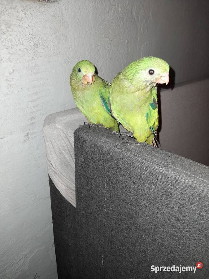 Papugi ręcznie karmione Turek