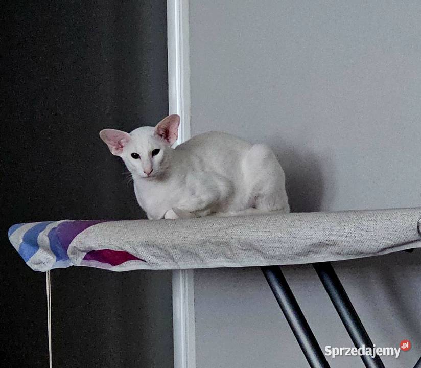 Oddam roczne białe kocurki orientalne kota Warszawa