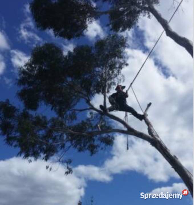 wycinka drzew koronacja ogród