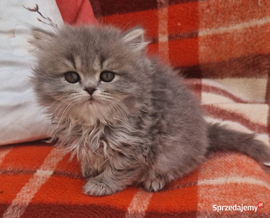 Brytyjskie kotka dlugowlosa niebieska Szamotuły sprzedam
