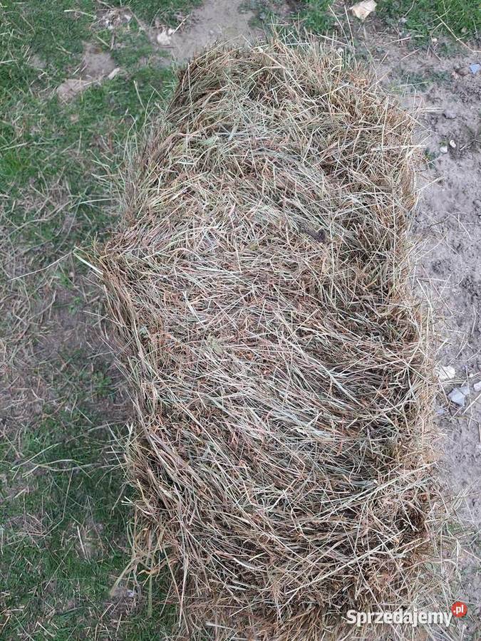 Siano w kostkach 2024 świętokrzyskie