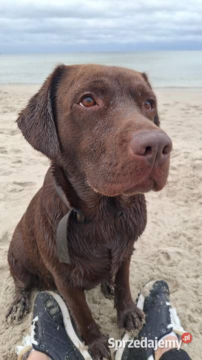 Labrador Retriever ZKwP FCI Szczenięta Lniano