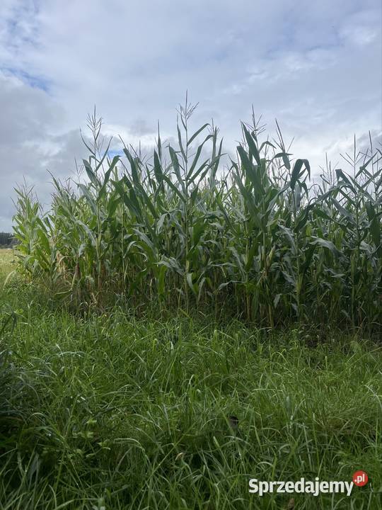 Sprzedam kukurydze na pniu Milicz