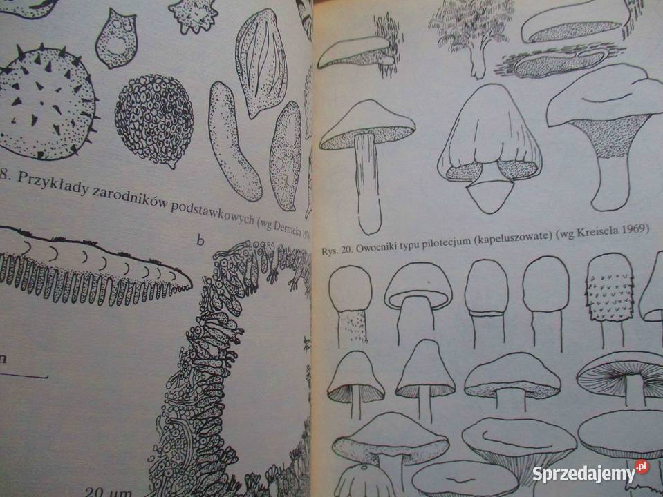 Grzyby leśne Grzywacz grzyby botanika las