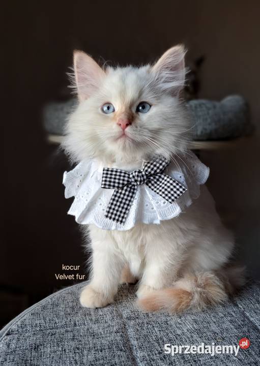 Kocur neva masquerade kot syberyjski Chrząstowice