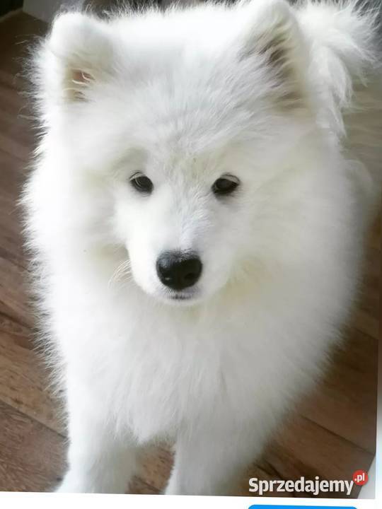 Samoyed szczeniaki FCI Odbiór Mikołaj Święta Pozostałe Kęty sprzedam