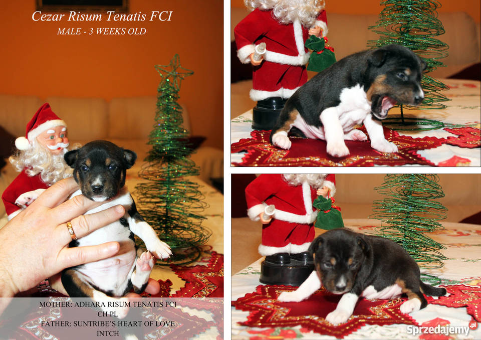 Szczeniaki Basenji Gdynia