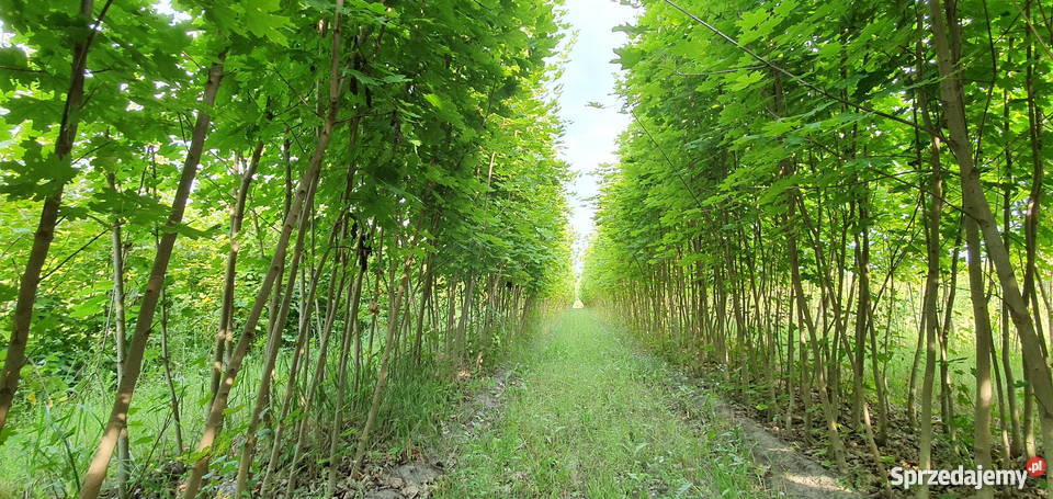 Klon zwyczajny acer 7 letni 200250 obw 68 Wisznice