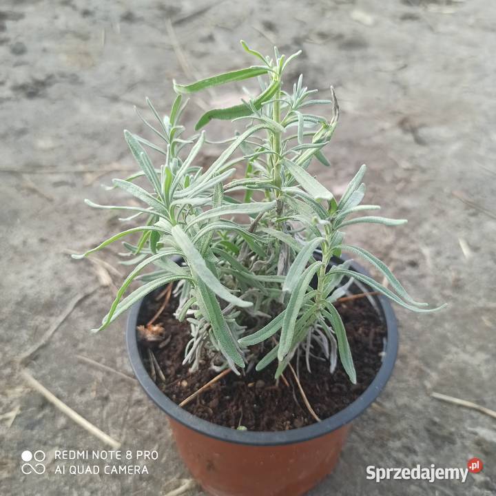Lawenda lawendula angustifolia sadzonka mazowieckie Korczew sprzedam