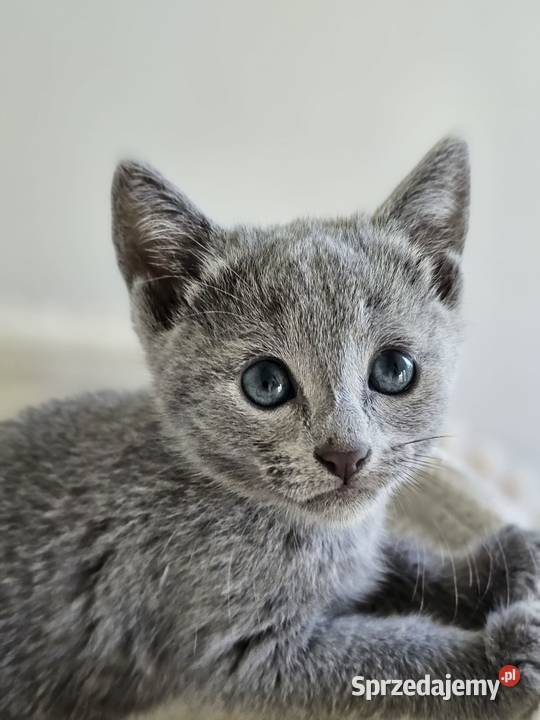 Kocurek Rosyjski Niebieski Bydgoszcz