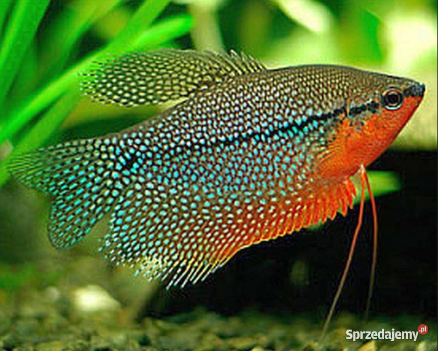Gurami mozaikowe Gurami perłowe SPRAWDŻ NASZE pomorskie