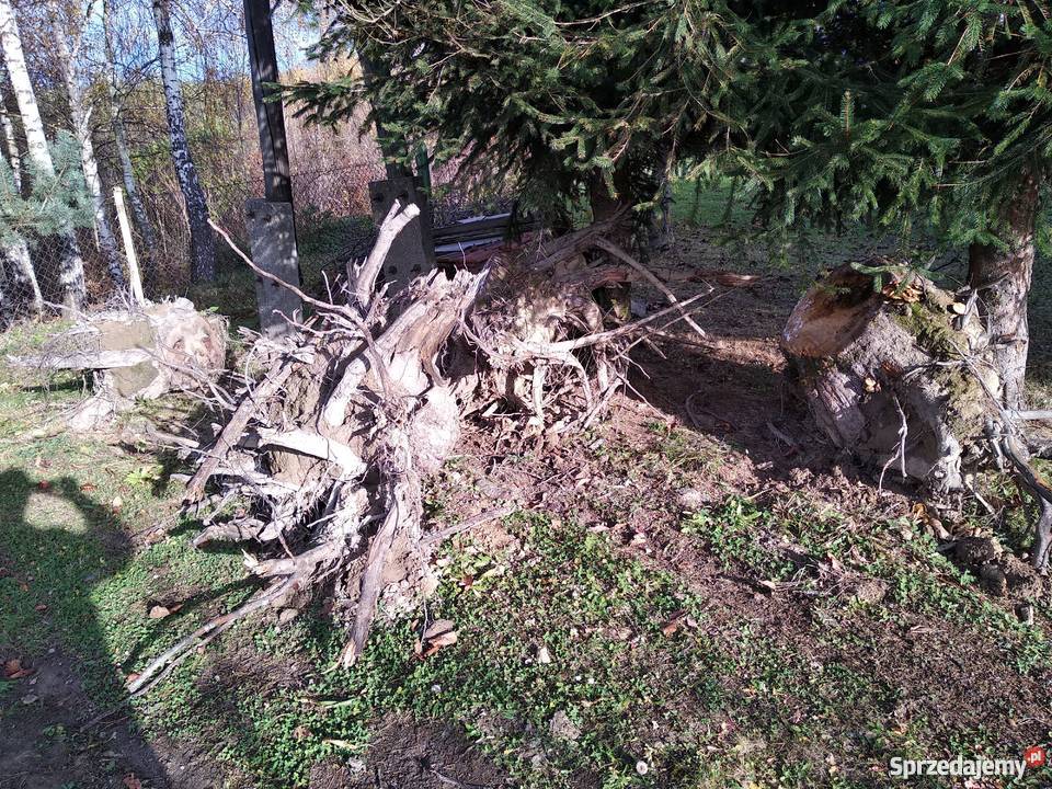 Korzenie jabłoń Kombornia